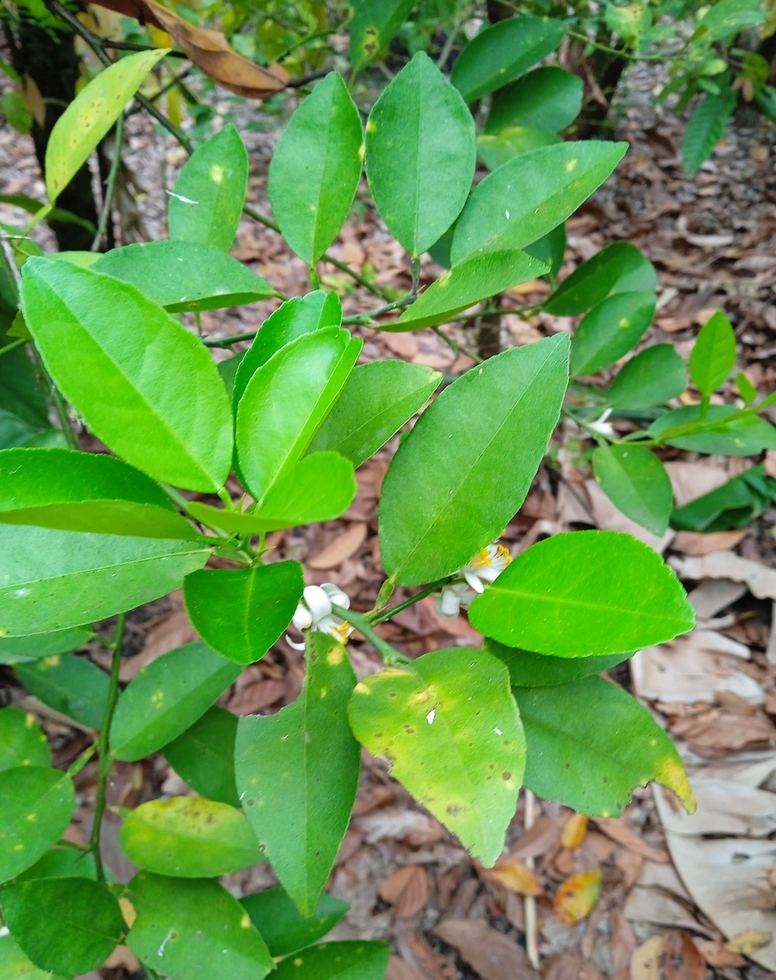 Citrus aurantifolia / Citrus × aurantiifolia - Key Lime, West Indian Lime, True Lime - Image 5
