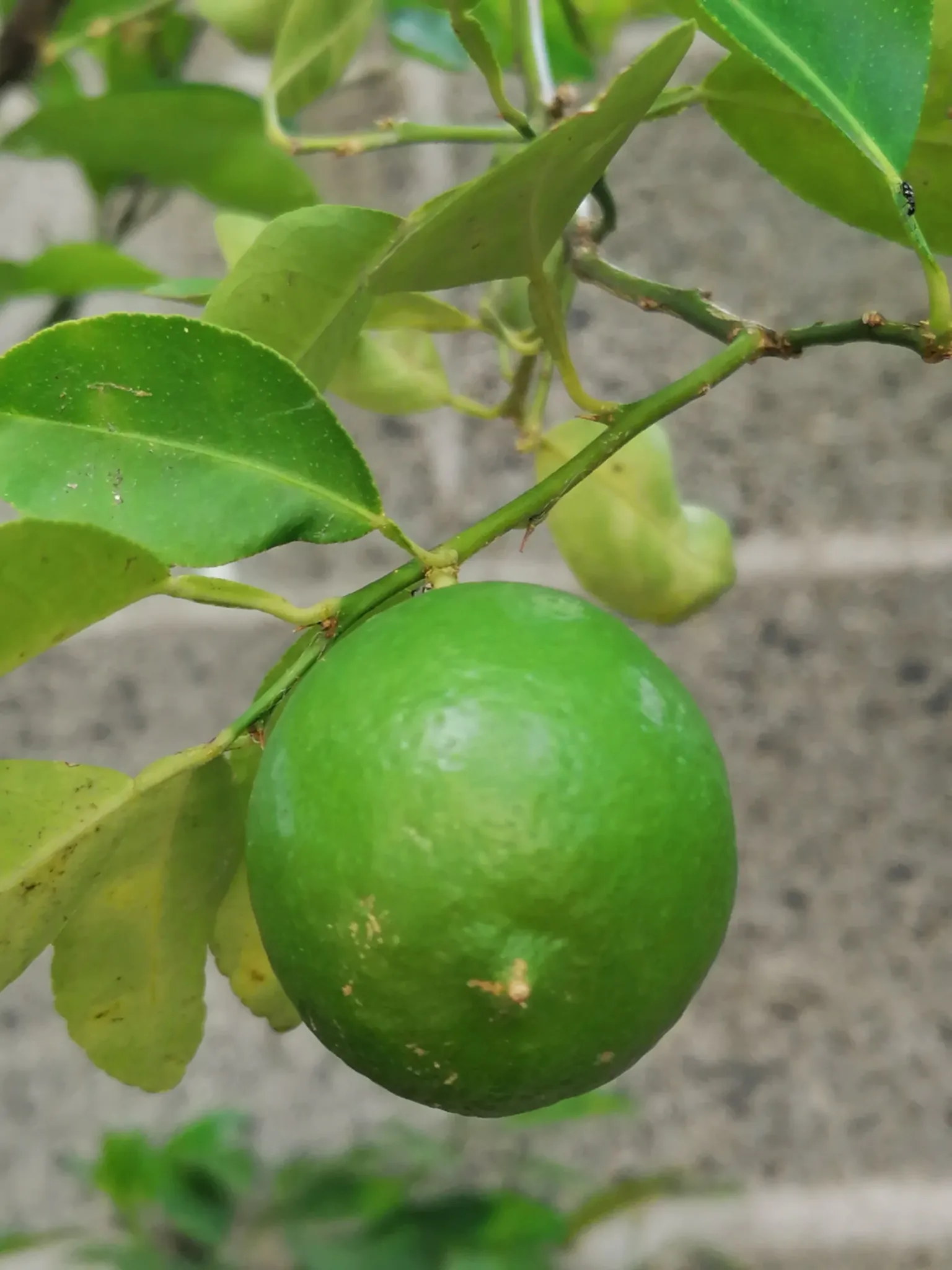 Citrus aurantifolia / Citrus × aurantiifolia - Key Lime, West Indian Lime, True Lime - Image 6
