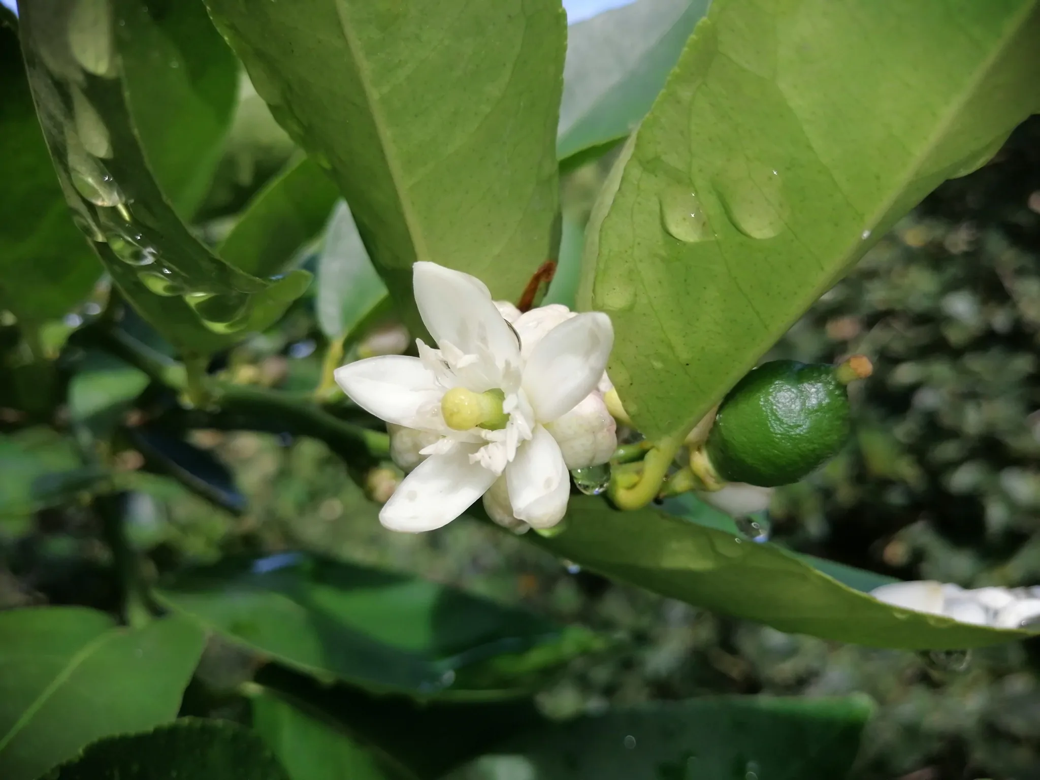 Citrus aurantifolia / Citrus × aurantiifolia - Key Lime, West Indian Lime, True Lime - Image 7