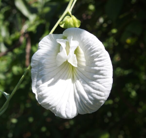 Clitoria ternatea var. albiflora - White Single, Butterfly Pea, White Fairy, White queen, Ismenia - Image 5
