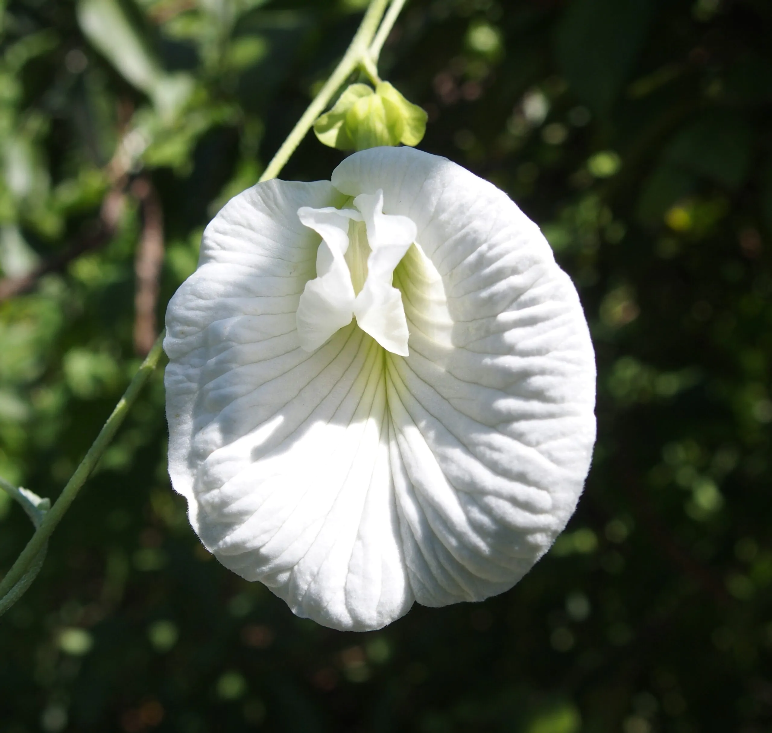 Clitoria ternatea var. albiflora - White Single, Butterfly Pea, White Fairy, White queen, Ismenia - Image 5