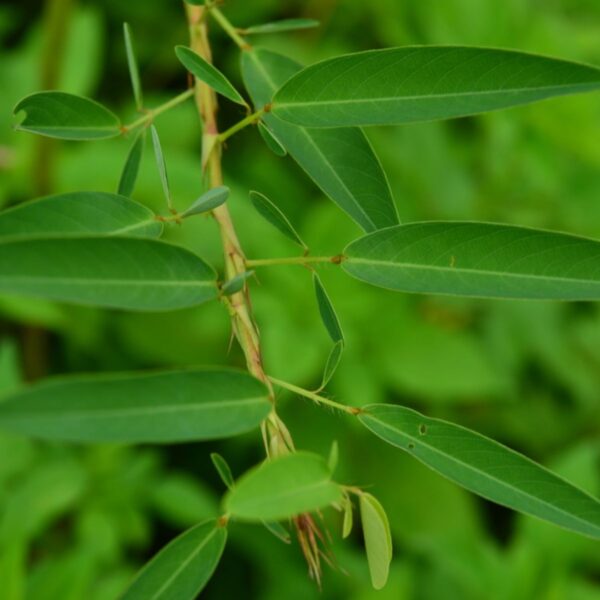 Codariocalyx motorius / Desmodium gyrans green midrib - Telegraph Plant, Dancing Plant, Semaphore Plant - Image 2