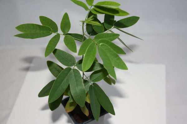 Codariocalyx motorius / Desmodium gyrans green midrib - Telegraph Plant, Dancing Plant, Semaphore Plant - Image 8