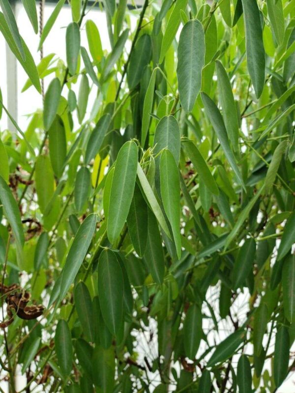 Codariocalyx motorius / Desmodium gyrans green midrib - Telegraph Plant, Dancing Plant, Semaphore Plant - Image 9