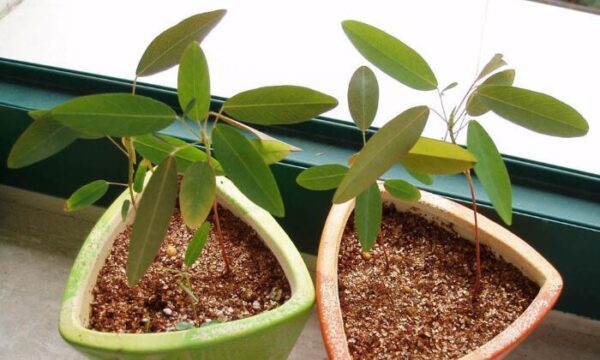 Codariocalyx motorius / Desmodium gyrans green midrib - Telegraph Plant, Dancing Plant, Semaphore Plant - Image 11