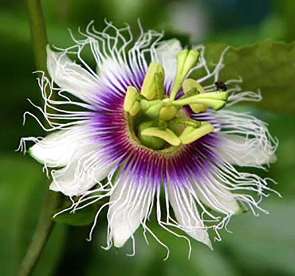 Passiflora Collection - Kit 25 Passionflower Seeds - Passion Fruit Seeds Combo - 5 Seeds from 5 different species - Image 3