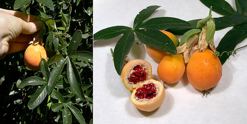 Passiflora Collection - Kit 25 Passionflower Seeds - Passion Fruit Seeds Combo - 5 Seeds from 5 different species - Image 6