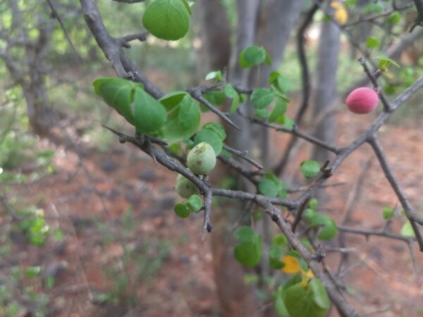 Commiphora berryi - Indian Balm of Gilead, Mulkiluvai - Image 4