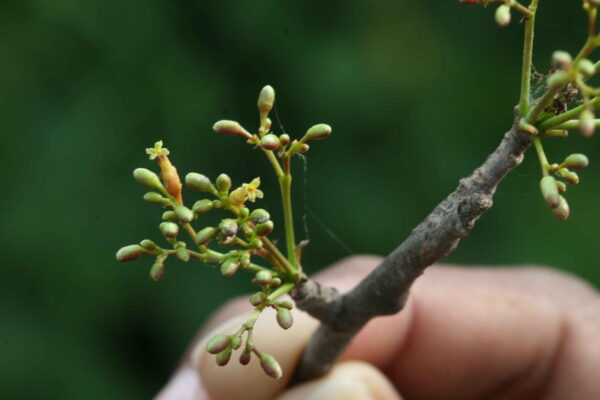 Commiphora berryi - Indian Balm of Gilead, Mulkiluvai - Image 9