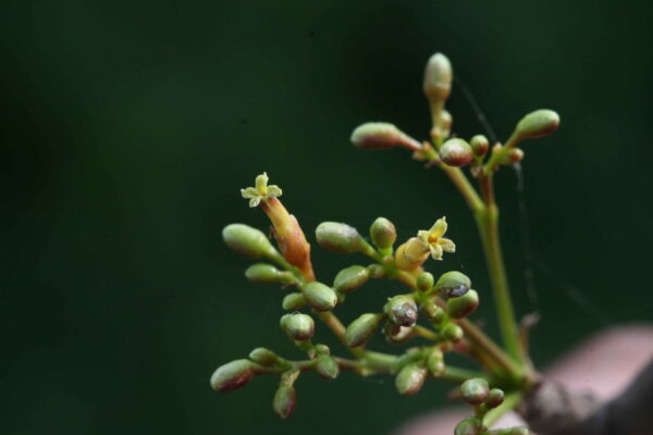 Commiphora berryi - Indian Balm of Gilead, Mulkiluvai - Image 12