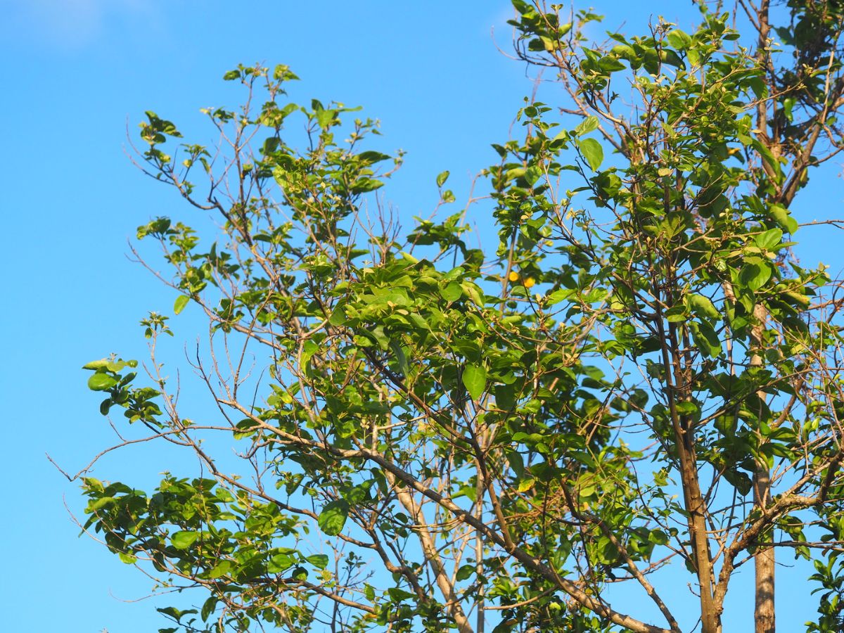 Cordia dichotoma - Indian cherry, Clammy cherry, Fragrant manjack - Image 6