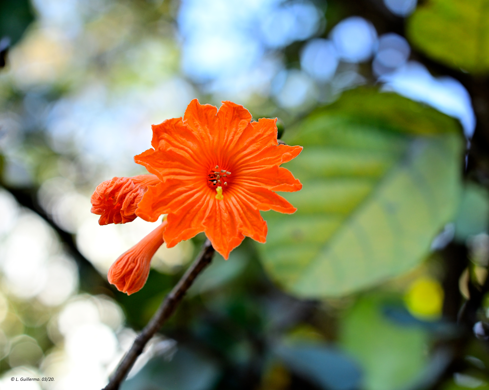 Cordia sebestena - Aloe Wood, Anacahuita, Anaconda, Anaconoa, Avellana, Avellano Criollo, Bois rape, Caramboli, Coquelicot, Geiger Tree, Large-leaf Geigertree, Scharlachkordie, Sebesteira-Verdadeira, Sebestenenbaum - Image 2