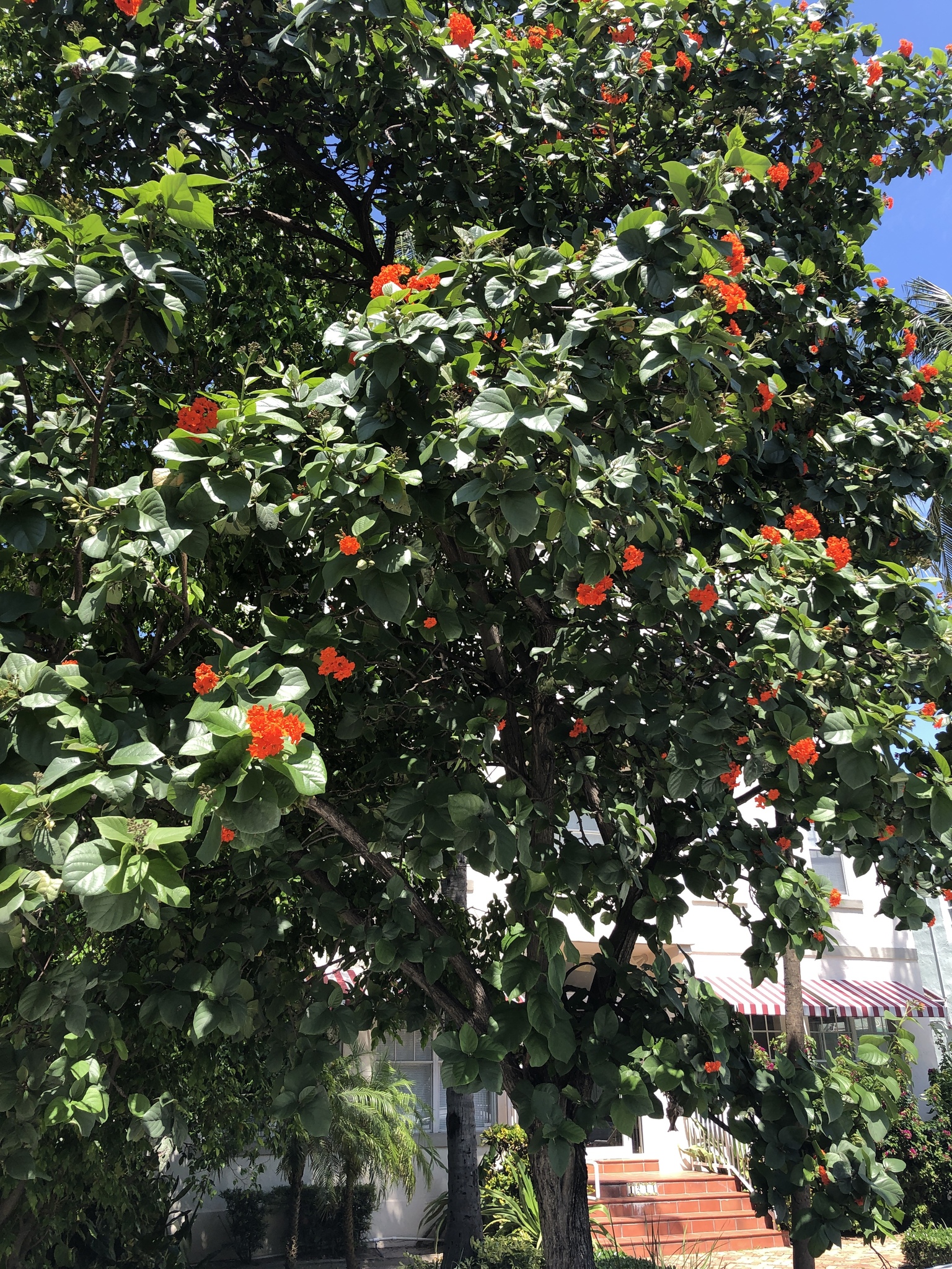 Cordia sebestena - Aloe Wood, Anacahuita, Anaconda, Anaconoa, Avellana, Avellano Criollo, Bois rape, Caramboli, Coquelicot, Geiger Tree, Large-leaf Geigertree, Scharlachkordie, Sebesteira-Verdadeira, Sebestenenbaum - Image 6