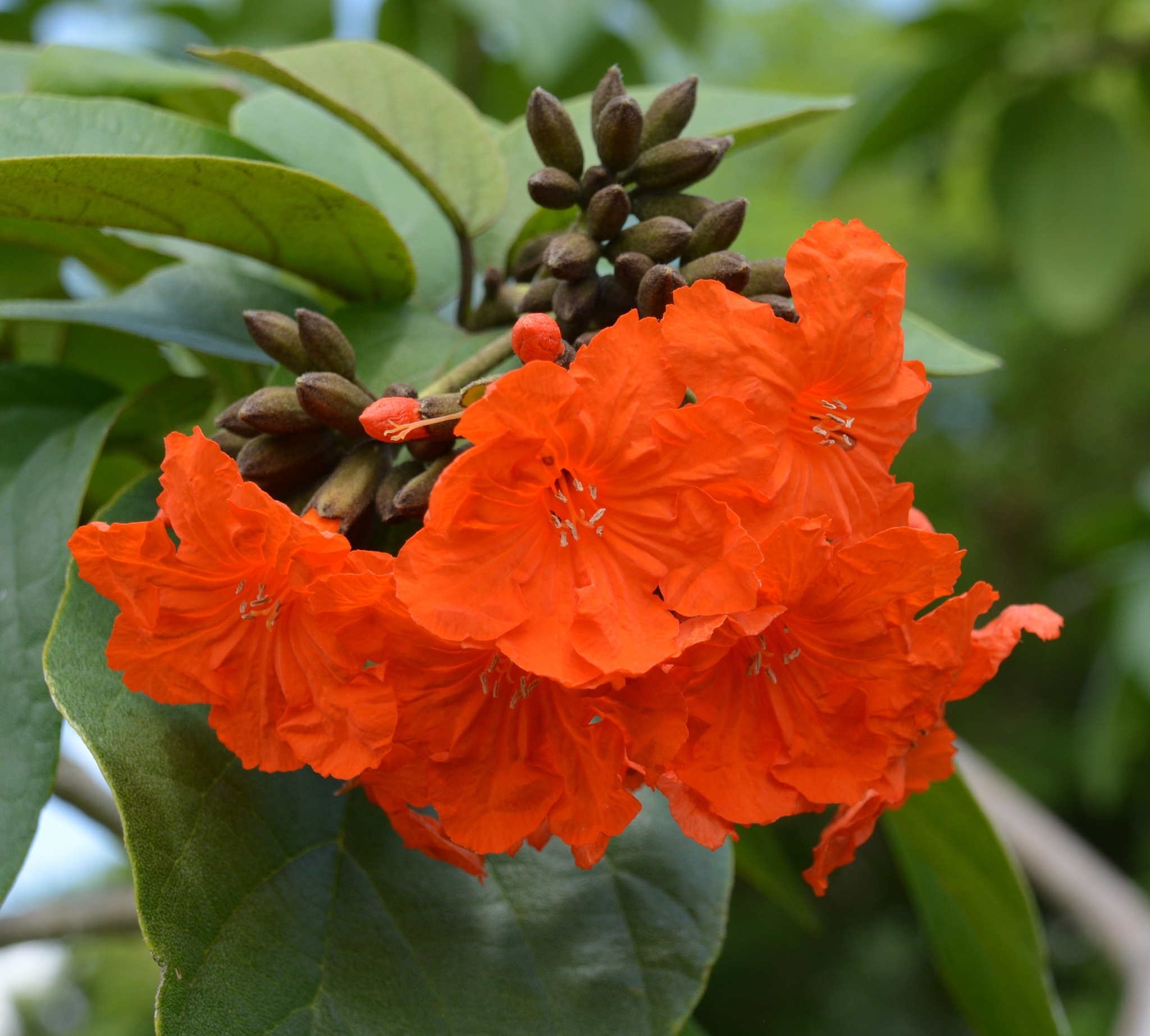 Cordia sebestena - Aloe Wood, Anacahuita, Anaconda, Anaconoa, Avellana, Avellano Criollo, Bois rape, Caramboli, Coquelicot, Geiger Tree, Large-leaf Geigertree, Scharlachkordie, Sebesteira-Verdadeira, Sebestenenbaum - Image 7