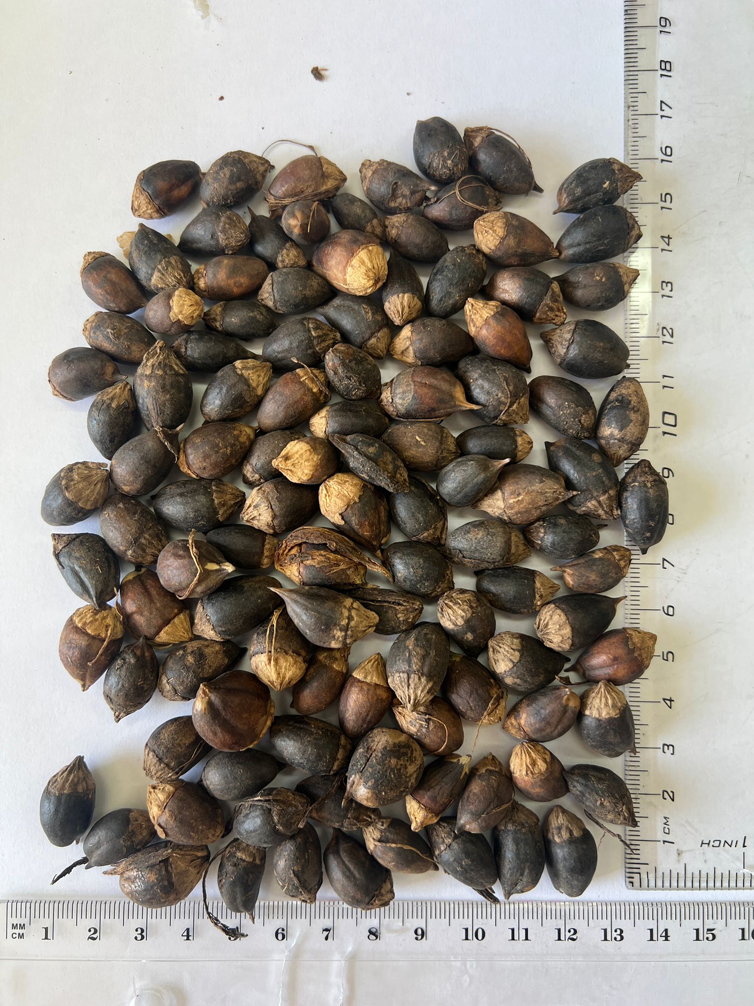 Cordia sebestena - Aloe Wood, Anacahuita, Anaconda, Anaconoa, Avellana, Avellano Criollo, Bois rape, Caramboli, Coquelicot, Geiger Tree, Large-leaf Geigertree, Scharlachkordie, Sebesteira-Verdadeira, Sebestenenbaum - Image 10