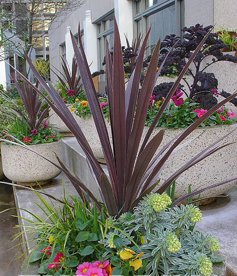 Cordyline australis 'Purpurea' - Red Cabbage Tree