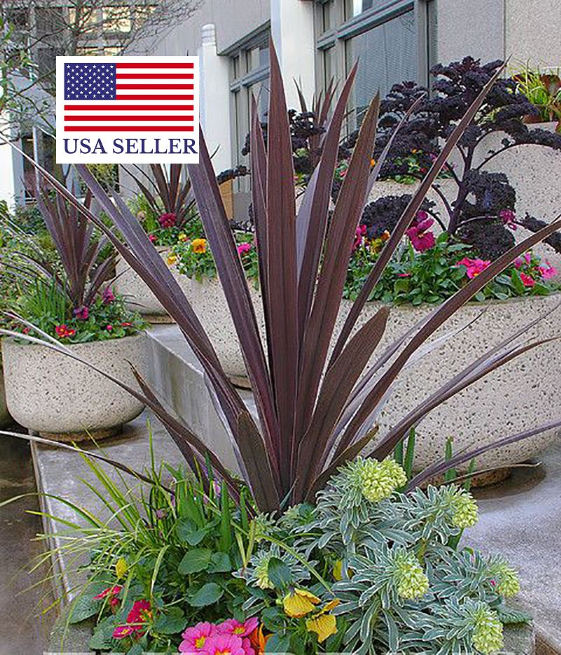 Cordyline australis 'Purpurea' - Red Cabbage Tree - Image 4