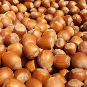 Corylus avellana - Hazelnut
