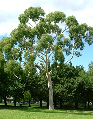 Eucalyptus citriodora / Corymbia citriodora - Lemon-scented Gum, Spotted Gum, Eucalipto Goma Dourada, Dwarf Golden Gum, Dwarf - Image 2