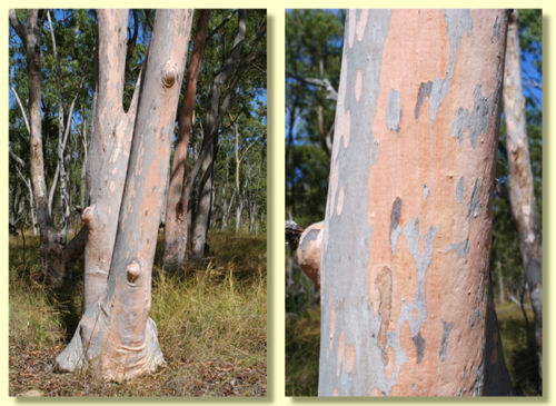 Eucalyptus citriodora / Corymbia citriodora - Lemon-scented Gum, Spotted Gum, Eucalipto Goma Dourada, Dwarf Golden Gum, Dwarf - Image 4