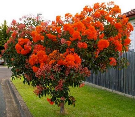 Eucalyptus ficifolia / Corymbia ficifolia - Red Flowering Gum, Albany Red Flowering Gum