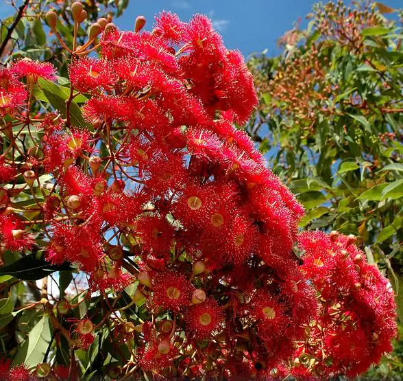 Eucalyptus ficifolia / Corymbia ficifolia - Red Flowering Gum, Albany Red Flowering Gum - Image 4