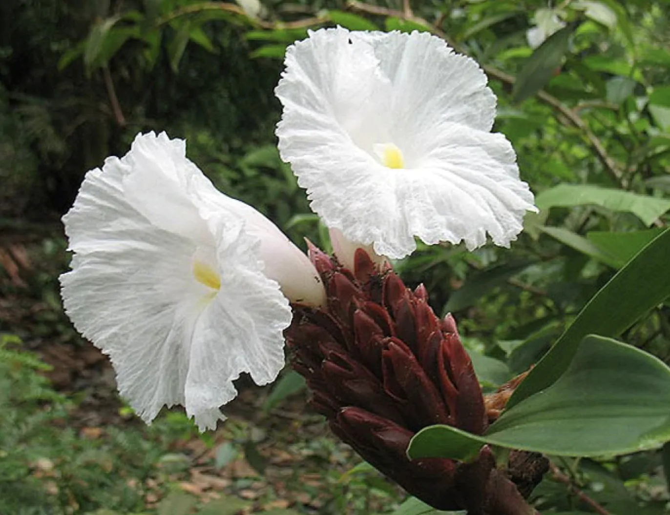 Costus speciosus - Cane-Reed,  Crepe Ginger