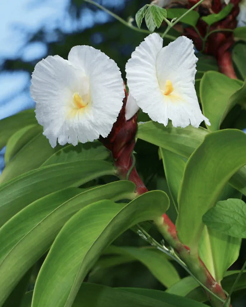 Costus speciosus - Cane-Reed,  Crepe Ginger - Image 2