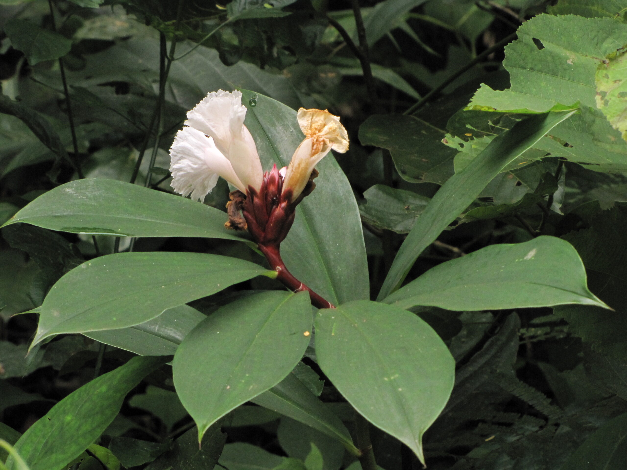 Costus speciosus - Cane-Reed,  Crepe Ginger - Image 3