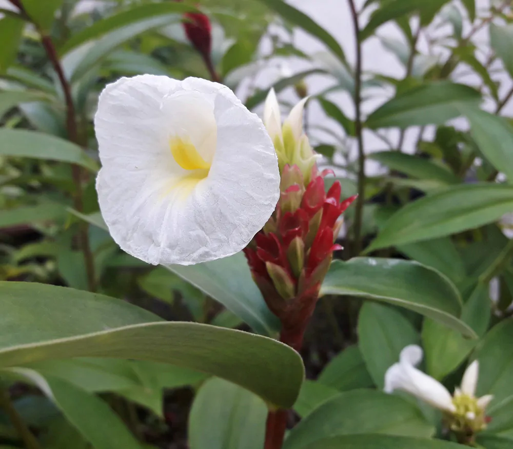 Costus speciosus - Cane-Reed,  Crepe Ginger - Image 4