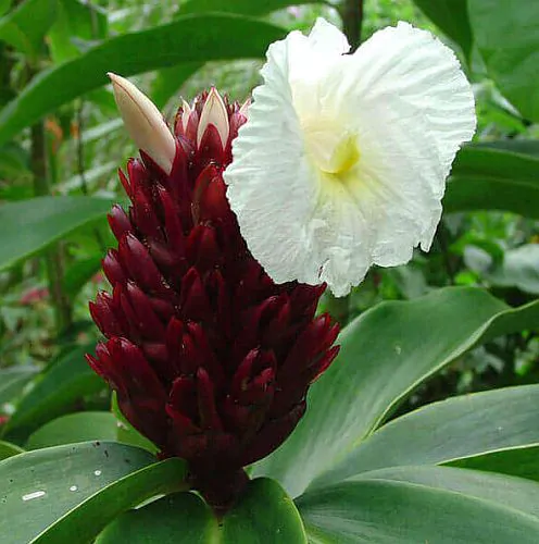 Costus speciosus - Cane-Reed,  Crepe Ginger - Image 6