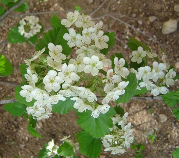 Crataegus mollis - Downy Hawthorn, Red Hawthorn - Image 5