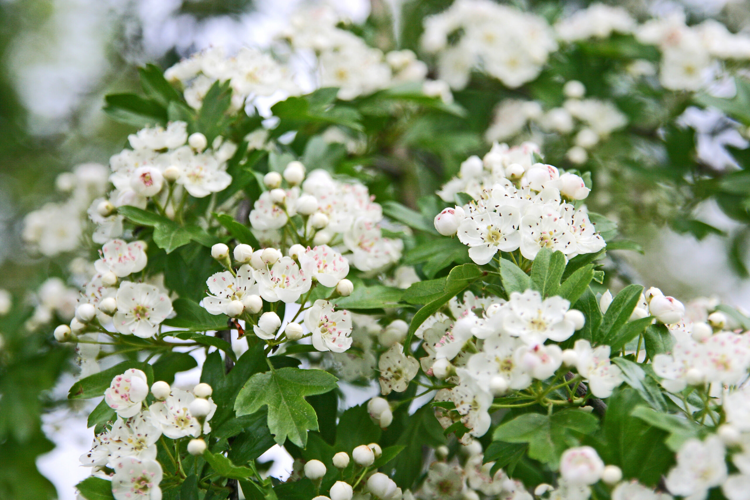 Crataegus monogyna - English Hawthorn, Hawthorn, One-Seed Hawthorn, Single-Seeded Hawthorn - Image 11