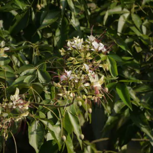 Crateva adansonii - Sacred Barna Tree, Varun