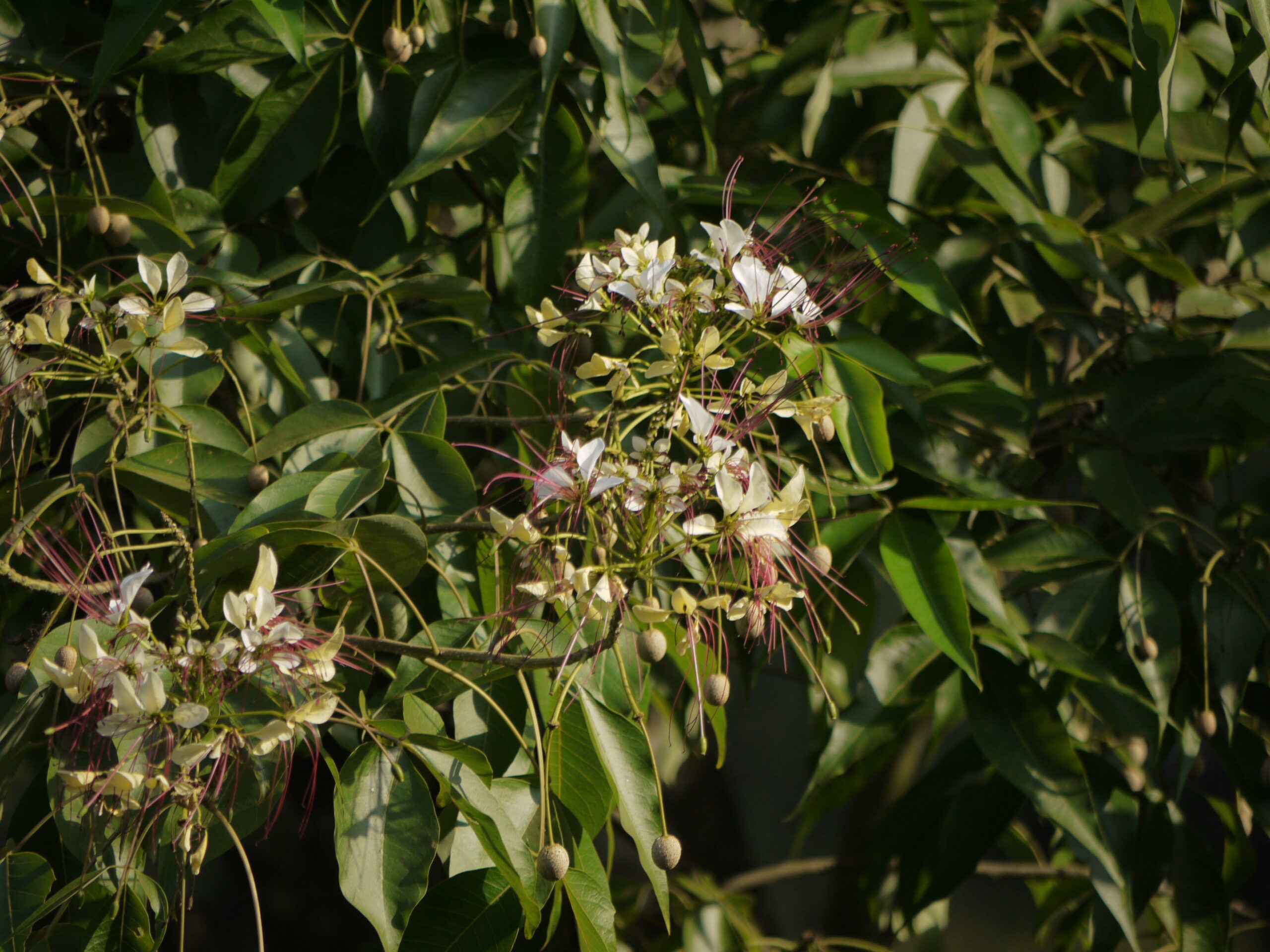 Crateva adansonii - Sacred Barna Tree, Varun