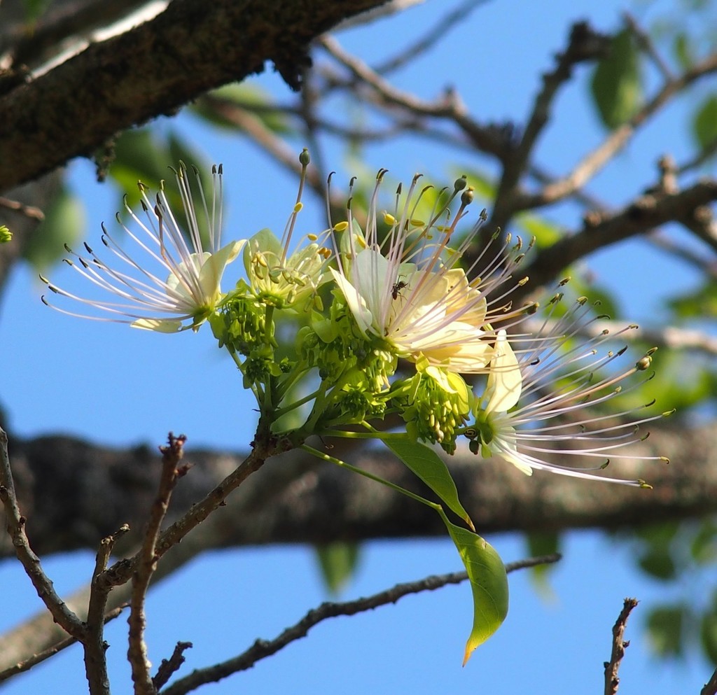 Crateva adansonii - Sacred Barna Tree, Varun - Image 4