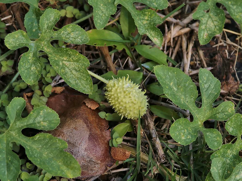 Cucumis anguria - Burr Cucumber, Maroon cucumber - Image 2