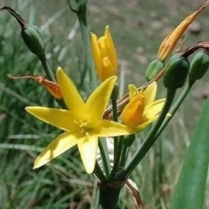 Cyrtanthus breviflorus - Dobo Lily