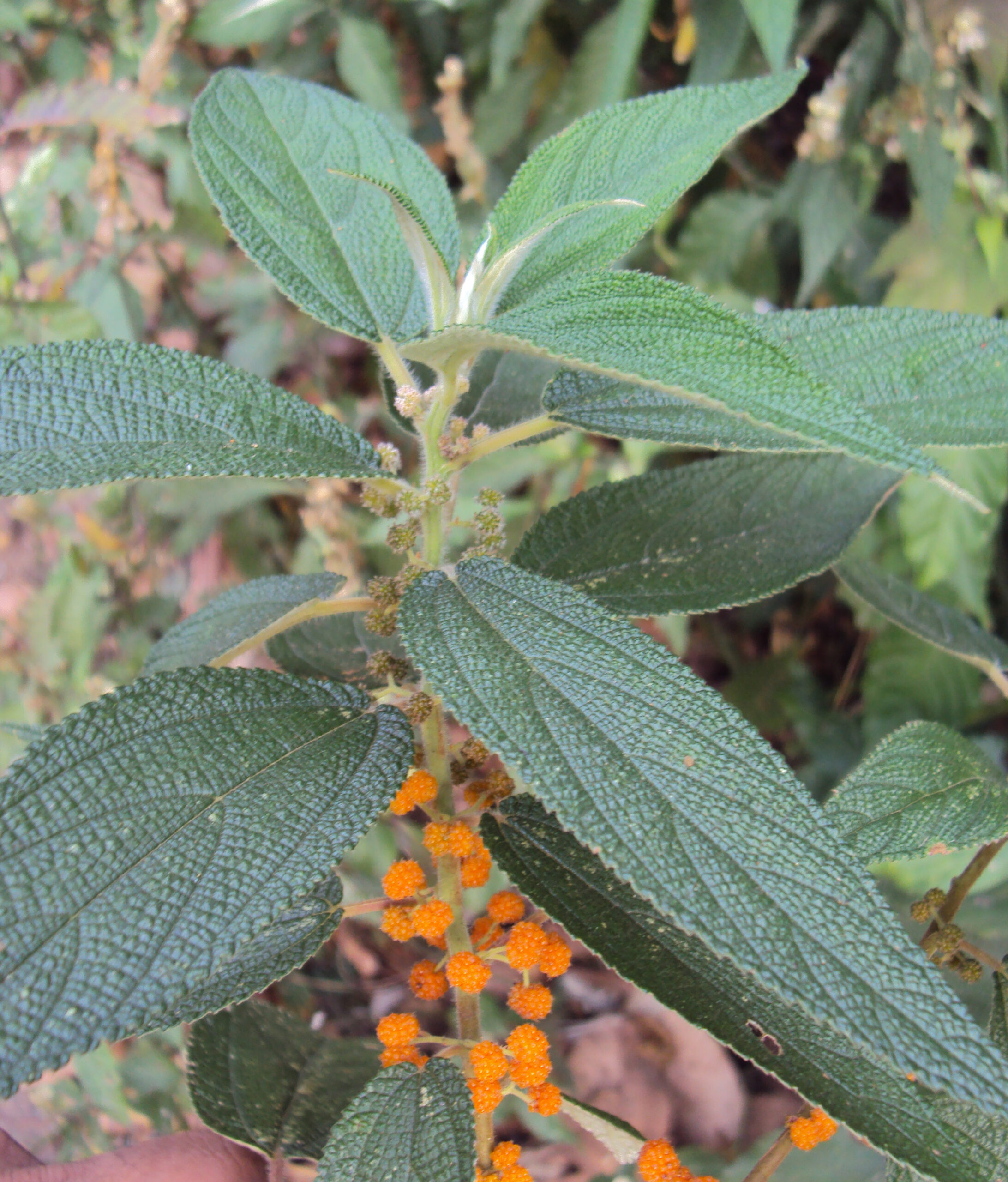 Debregeasia longifolia - Orange Wild Rhea, Haikaeng Thing