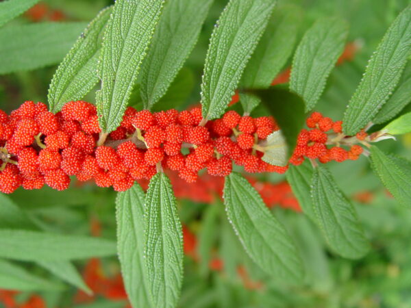 Debregeasia longifolia - Orange Wild Rhea, Haikaeng Thing - Image 3