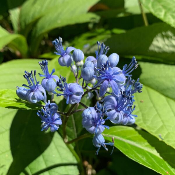 Dichroa febrifuga / Hydrangea febrifuga - Chinese Quinine, Blue Evergreen Hydrangea, Fever Flower, Anti-febrile Dichroa, Chang Shan - Image 17