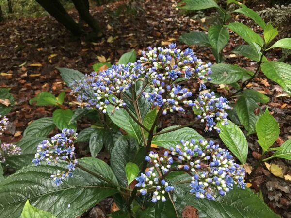 Dichroa febrifuga / Hydrangea febrifuga - Chinese Quinine, Blue Evergreen Hydrangea, Fever Flower, Anti-febrile Dichroa, Chang Shan - Image 18
