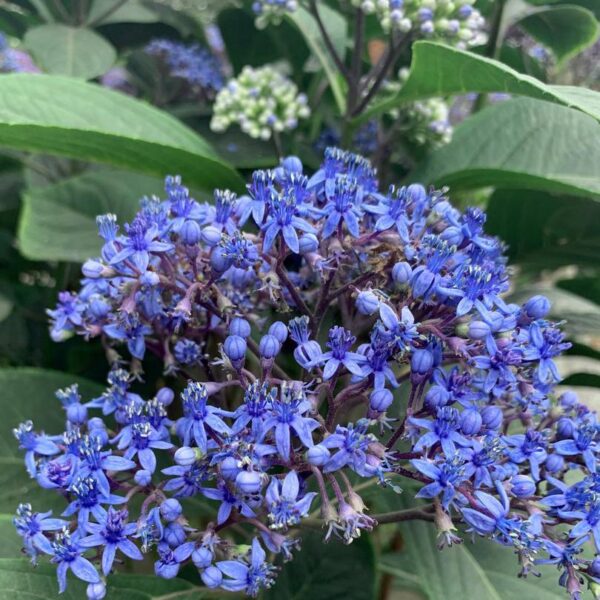Dichroa febrifuga / Hydrangea febrifuga - Chinese Quinine, Blue Evergreen Hydrangea, Fever Flower, Anti-febrile Dichroa, Chang Shan - Image 19
