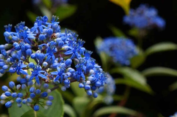 Dichroa febrifuga / Hydrangea febrifuga - Chinese Quinine, Blue Evergreen Hydrangea, Fever Flower, Anti-febrile Dichroa, Chang Shan - Image 20