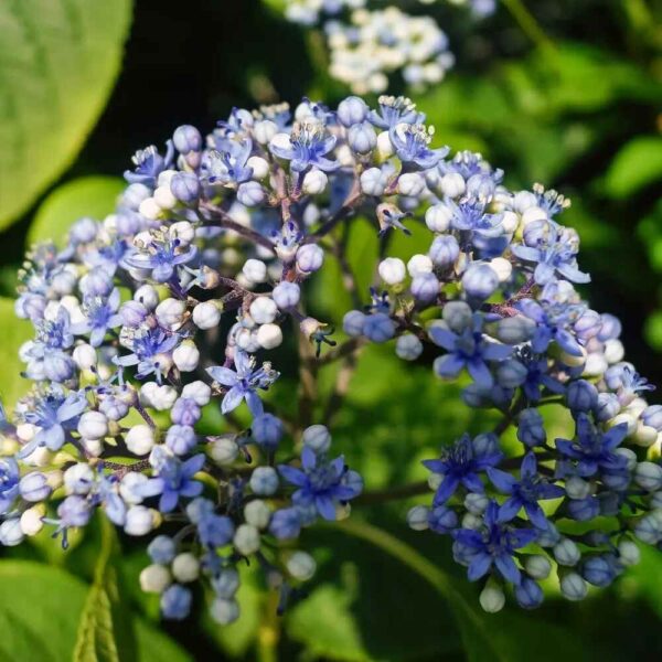 Dichroa febrifuga / Hydrangea febrifuga - Chinese Quinine, Blue Evergreen Hydrangea, Fever Flower, Anti-febrile Dichroa, Chang Shan - Image 21
