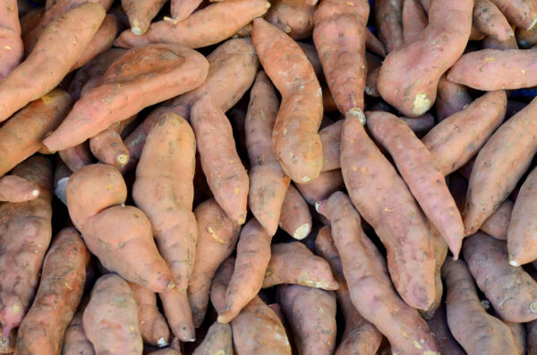 Dioscorea hamiltonii / Dioscorea persimilis / Dioscorea raishaensis - Mountain Yam