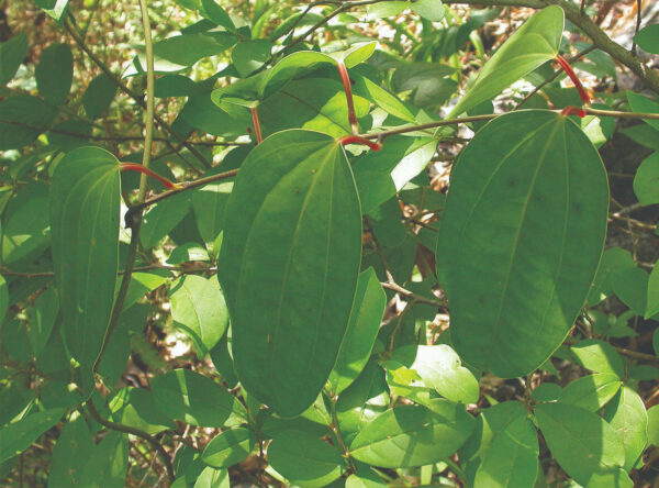 Dioscorea hamiltonii / Dioscorea persimilis / Dioscorea raishaensis - Mountain Yam - Image 6