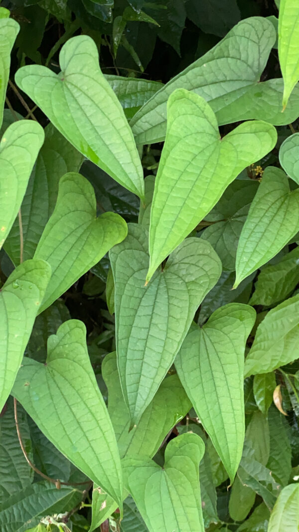 Dioscorea hamiltonii / Dioscorea persimilis / Dioscorea raishaensis - Mountain Yam - Image 7