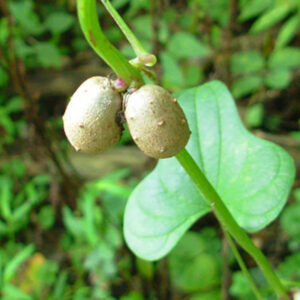 Dioscorea oppositifolia / Dioscorea opposita - Indian Yam, Chinese Yam