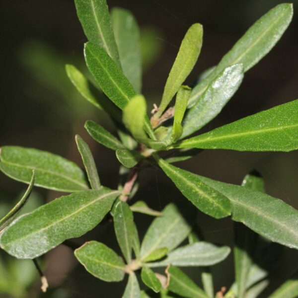 Dodonaea viscosa - Broadleaf Hopbush - Image 10